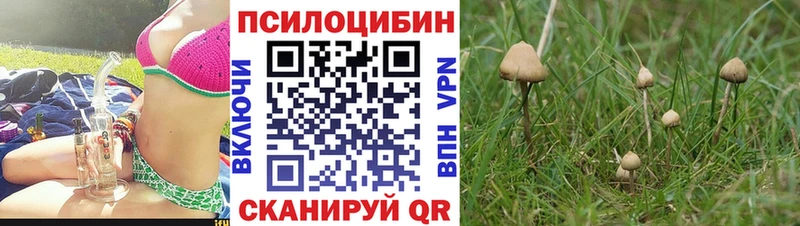 Псилоцибиновые грибы Psilocybe  Купить где  Канаш 