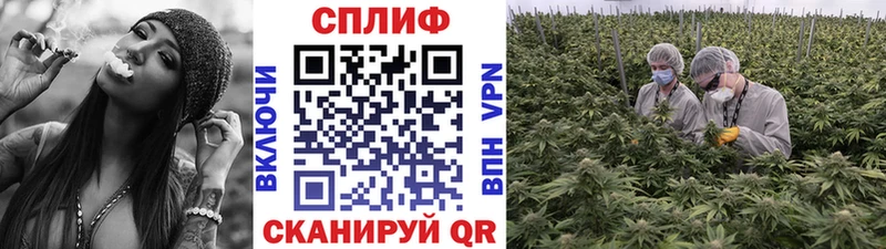 Канабис White Widow Канаш